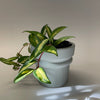 Kaya Planter | Light Grey