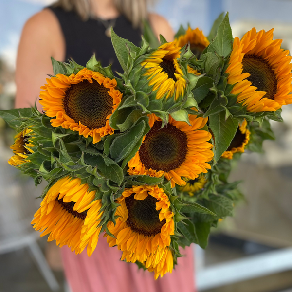 Sunflowers | Valentines 2025