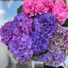 Hydrangeas | Valentines 2025