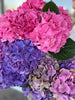 Hydrangeas | Valentines 2025