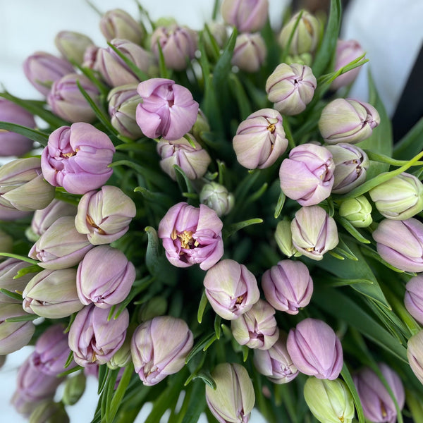 En Masse | Double Mauve Tulips | LIMITED TIME ONLY