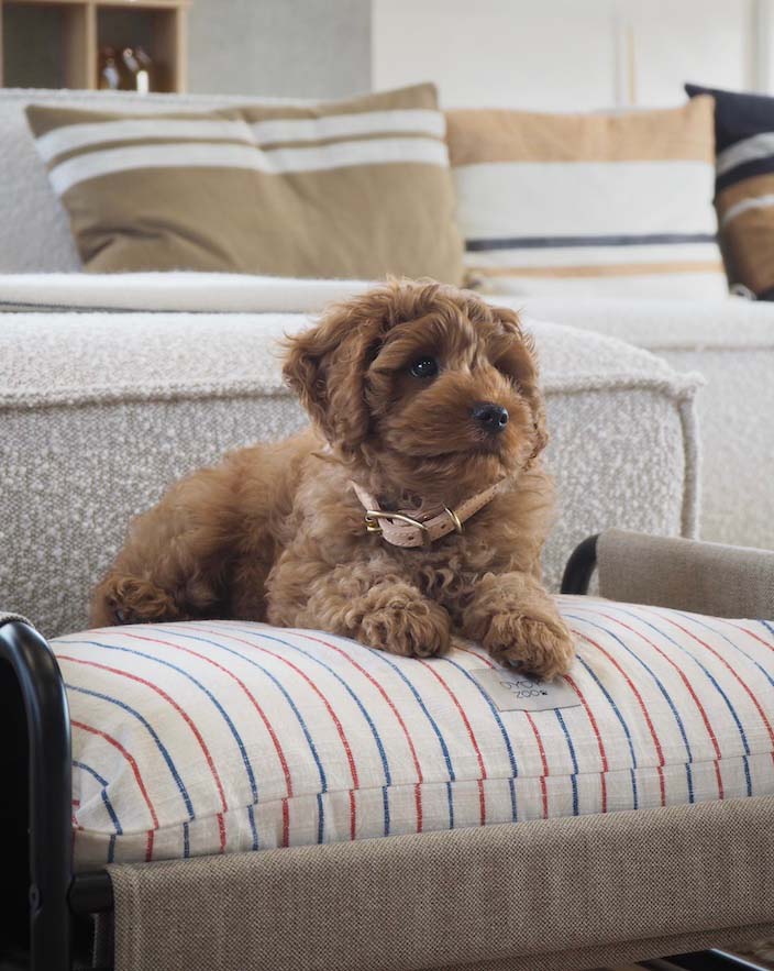 Milo Dog Bed | Medium