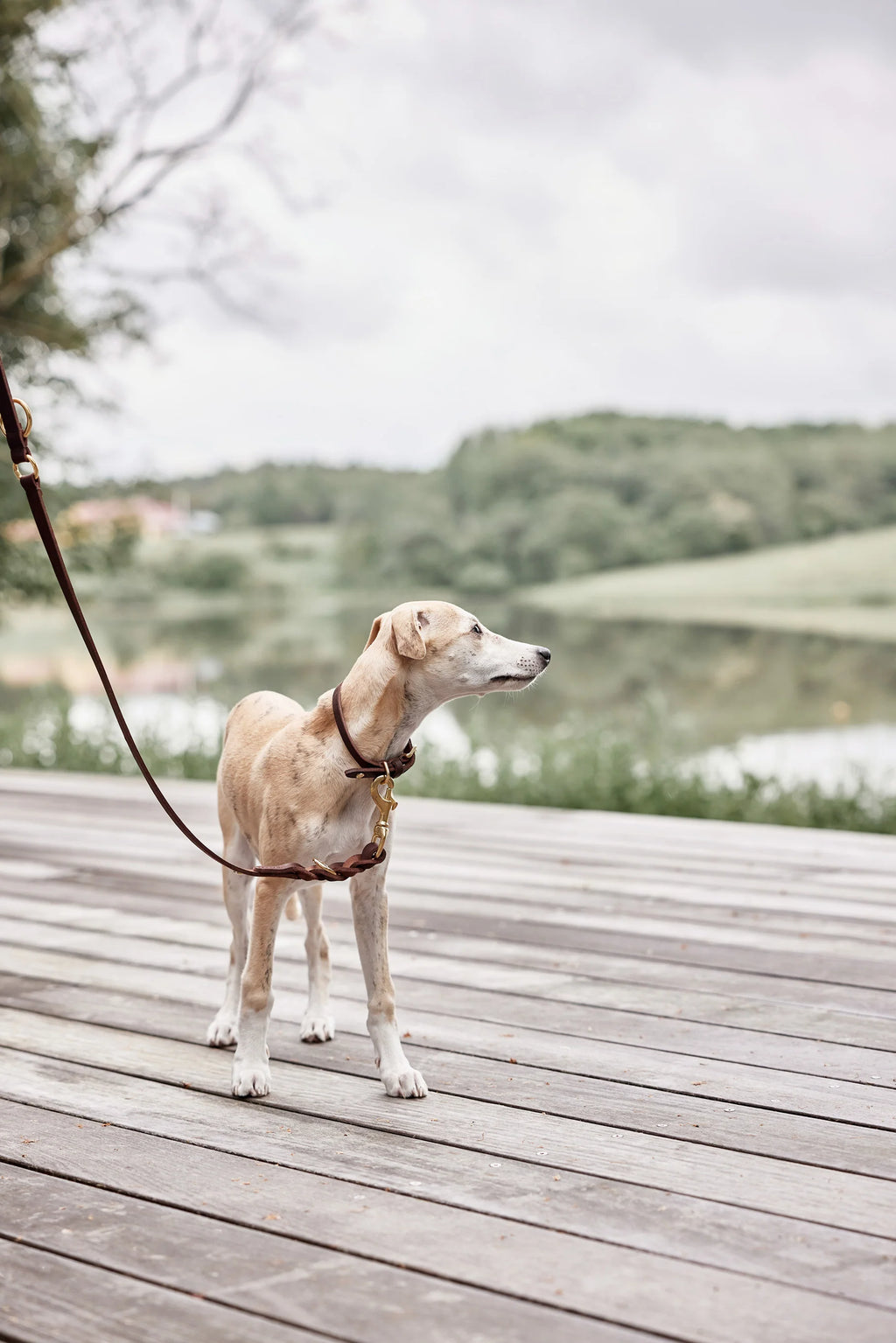 Robin Dog Leash | Choko