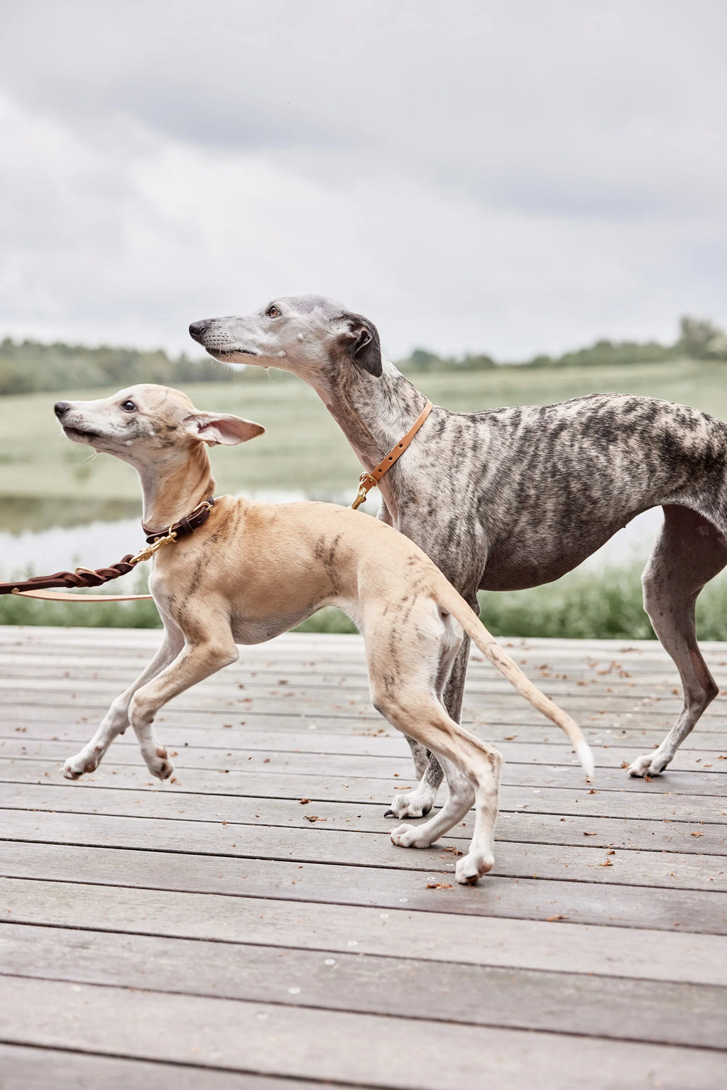 Robin Dog Leash | Choko