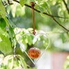 Apple Bird Feeder | Heart