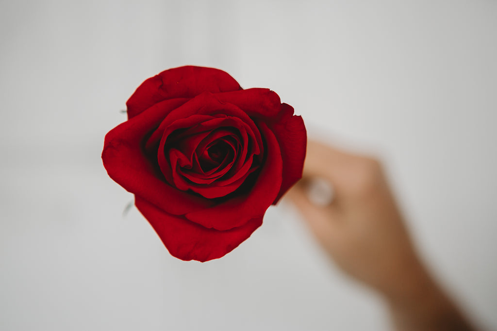 Single Red Rose | Valentines Day 2025